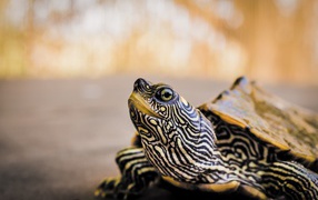 Большая полосатая черепаха 