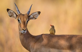 Beautiful antelope with a bird on its back