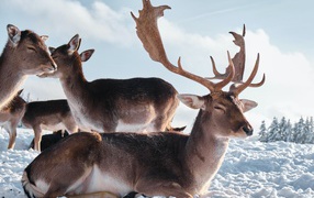 A herd of reindeer in the sun on the snow