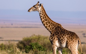 A large spotted giraffe walks the savannah