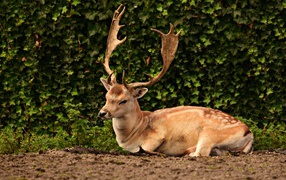 A male fallow deer with large branchy horns