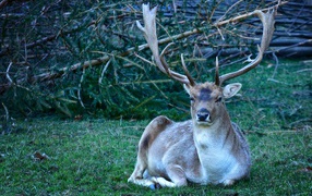 A male fallow deer with large horns