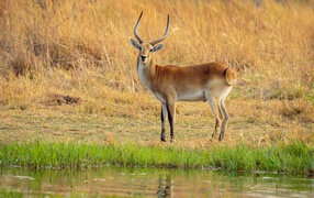 Antelope with sharp horns by the water