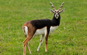 Big antelope on green grass