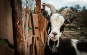 Black and white domestic goat