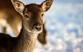 Олениха крупным планом 