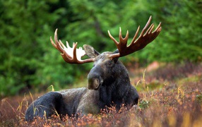 Elk with large antlers lies on the grass