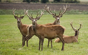 Herd of deer on green grass