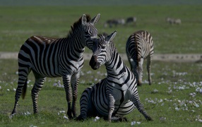 Стадо полосатых зебр на зеленой траве 