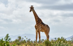 Большой пятнистый жираф в траве 