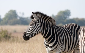 Large striped black and white zebra on the field