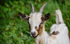Little goat on a background of green grass