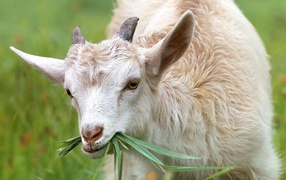 Маленький козленок ест траву
