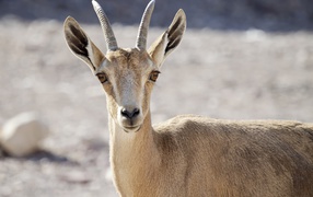 Nubian ibex close up
