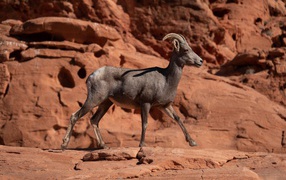 Nubian mountain goat walks over stones