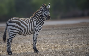 Striped zebra stands on the ground