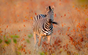 Striped zebra walking on dry grass