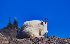 The goat sleeps on stones against the background of the sky