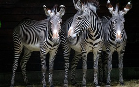 Three striped zebras stand against the wall in the zoo