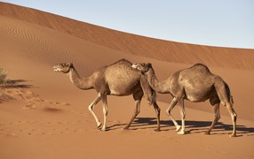 Two camels walk the hot desert