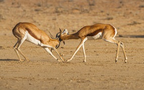 Two gazelles fighting in the savannah