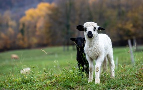 Two little lamb on green grass