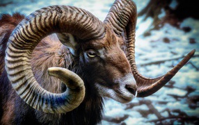 Wild mouflon with big horns