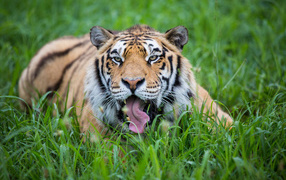 A striped tiger with a protruding tongue lies in the green grass