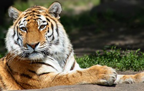 Красивый полосатый тигр  в лучах солнца 