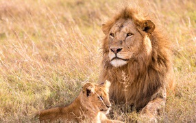 Большой лев на поляне с маленьким львенком