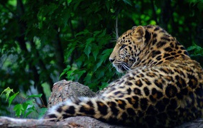 Large spotted predatory leopard lies on a tree