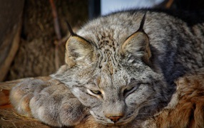 Рысь дремлет на солнце