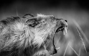 Грозный рык льва черно-белое фото