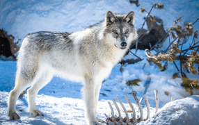 Beautiful gray wolf stands in the snow