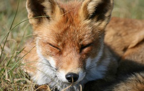 Red fox sleeping on green grass