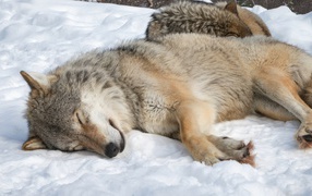 Большой серый волк спит на холодном снегу