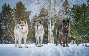 Three large predatory wolves in the winter forest