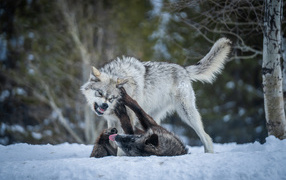 Two formidable wolves fighting in the snow