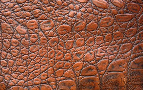 Коричневая кожа крокодила крупным планом, фон