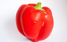 Большой красный болгарский перец на сером фоне