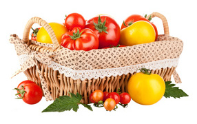 Red and yellow tomatoes in a basket on a white background