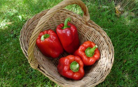 Красный болгарский перец в корзине на зеленой траве