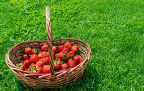 Корзина спелой красной клубники на зеленой траве