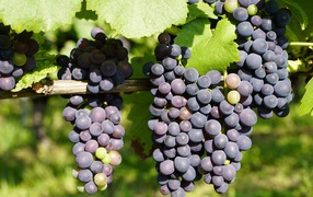 Beautiful large bunches of grapes with green leaves
