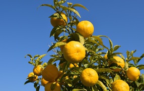 Много желтых мандаринов на ветке дерева на фоне неба