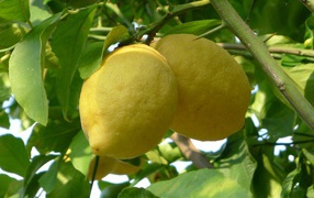 Два больших желтых лимона на ветке в листьях