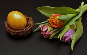 Крашеное яйцо с тюльпаном на черном фоне на Пасху