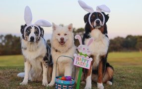 Three dogs with a basket of eggs for Easter