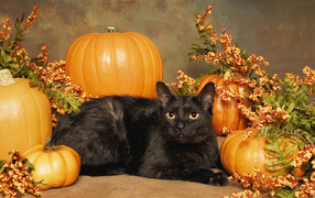 Черный кот с тыквами на праздник Хэллоуин