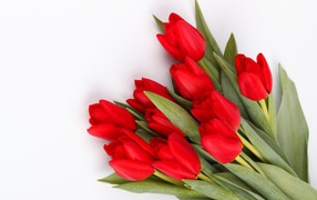 Large bouquet of red tulips on a white background on March 8